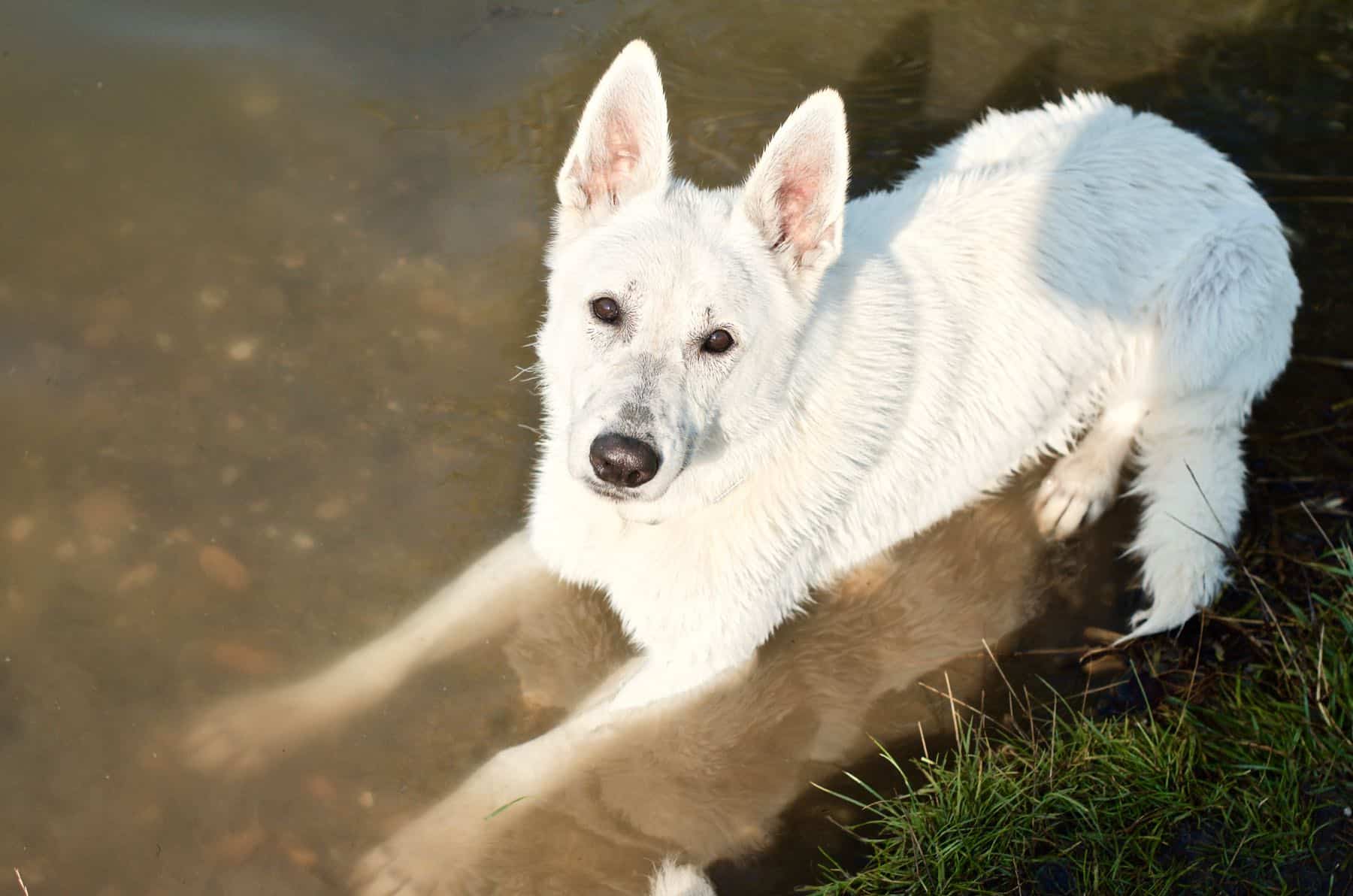 bílý pes leží ve vodě